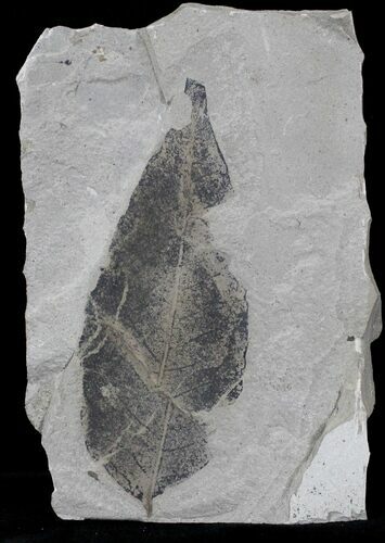 Fossil Allophylus Leaf - Utah #29171